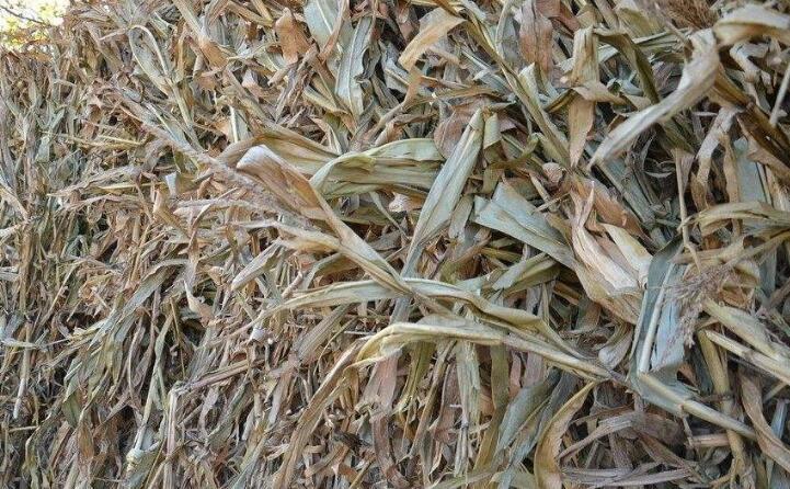 玉米秸稈 玉米秸稈