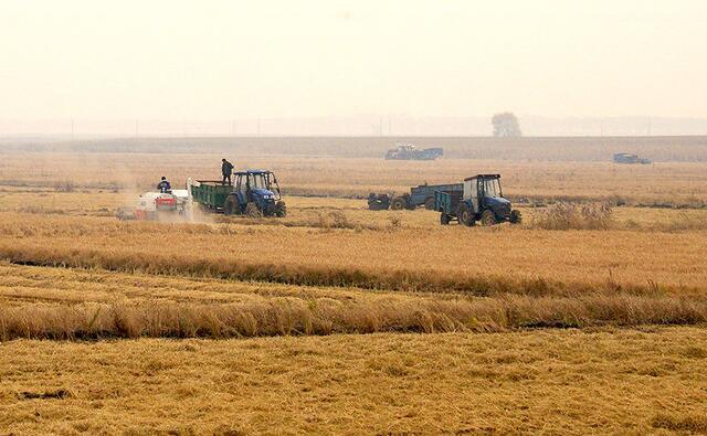 黑龍江秸稈 黑龍江秸稈
