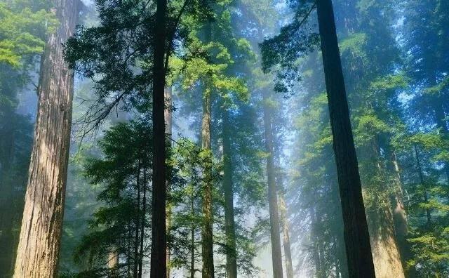 玉米秸稈燃料常見四大誤區，你知道嗎？