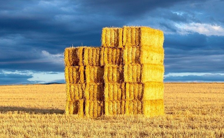 玉米秸稈生物質圖片 玉米秸稈生物質圖片