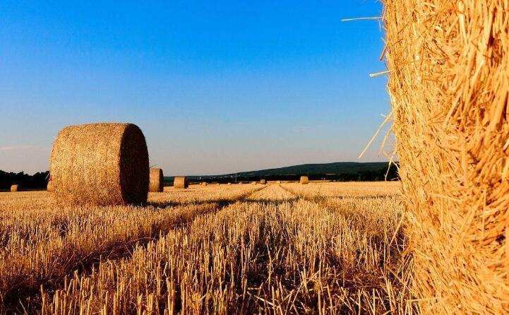 農(nóng)作物秸稈 農(nóng)作物秸稈