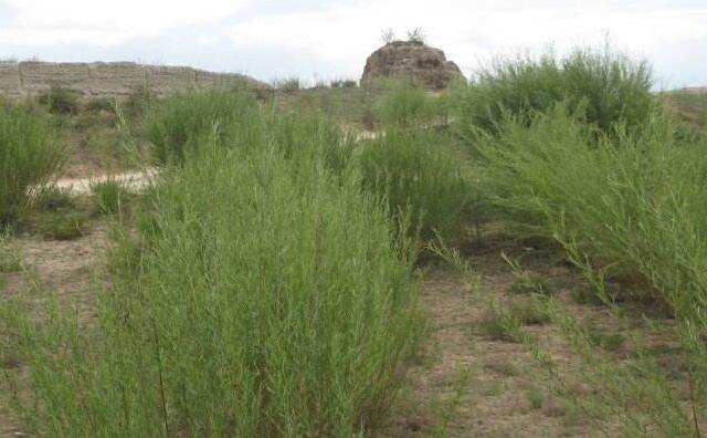 內蒙古沙柳 內蒙古沙柳