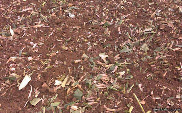 秸稈粉碎還田 秸稈粉碎還田