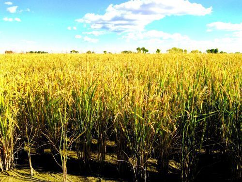 生物質(zhì)資源 生物質(zhì)資源