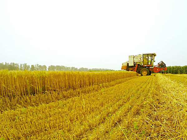 生物質能源豐富