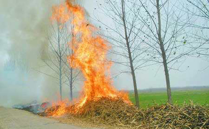 秸稈被隨意焚燒 秸稈被隨意焚燒