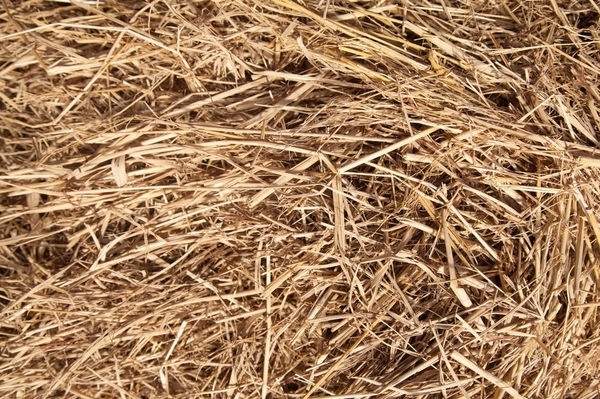 我國生物質資源豐富