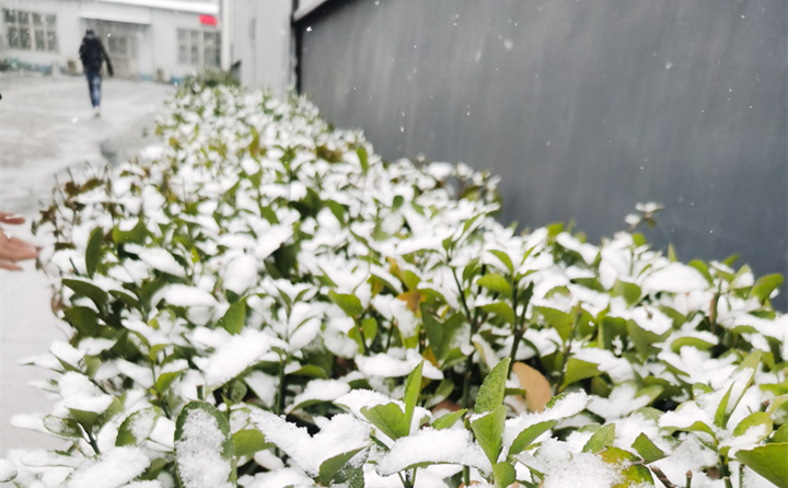 山東金格瑞下雪時的綠植 山東金格瑞下雪時的綠植
