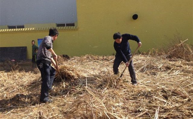 藜麥秸稈 藜麥秸稈