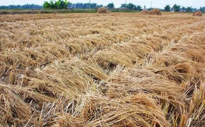 吉林靖宇加大補(bǔ)貼實(shí)施“秸稈變?nèi)狻惫こ?/></p><p>靖宇縣共有耕地面積41.1萬(wàn)畝，其中糧食種植面積27.1萬(wàn)畝，每年產(chǎn)生秸稈8.49萬(wàn)噸，其中玉米產(chǎn)生秸稈7.3萬(wàn)噸。全縣秸稈總利用量達(dá)到7.5萬(wàn)噸。目前飼料化利用率只有1.8萬(wàn)噸，利用率占比24%，秸稈飼料開發(fā)利用空間很大。</p><p><br/></p><p>靖宇縣將積極協(xié)調(diào)資金，重點(diǎn)支持肉牛家庭牧場(chǎng)、養(yǎng)殖專業(yè)合作社和龍頭企業(yè)及具有帶戶能力的肉牛養(yǎng)殖場(chǎng)開展標(biāo)準(zhǔn)化改造；引進(jìn)優(yōu)質(zhì)肉牛凍精為優(yōu)質(zhì)育齡母牛繁育改良；對(duì)肉牛養(yǎng)殖場(chǎng)全株玉米青貯10噸以上的，按照每噸60元的國(guó)家補(bǔ)貼標(biāo)準(zhǔn)給予補(bǔ)貼。</p><p>全面推進(jìn)“秸稈變?nèi)狻惫こ蹋瑢?shí)現(xiàn)到2025年全縣肉牛發(fā)展到4萬(wàn)頭目標(biāo)，力爭(zhēng)2至3年實(shí)現(xiàn)飼料化利用秸稈占比達(dá)到全縣秸稈的70%以上。</p><p style=