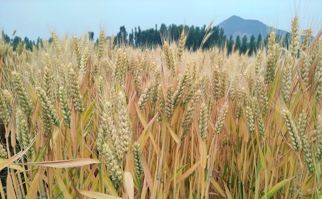 上海市出臺秸稈補貼新舉措,每噸補貼300元 上海市出臺秸稈補貼新舉措,每噸補貼300元