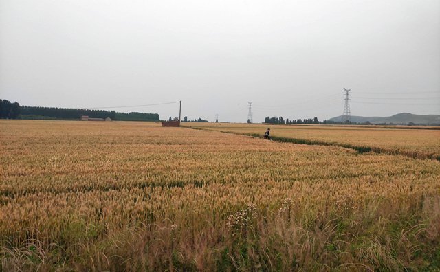 湖北省武漢市2021年度農作物秸稈綜合利用實施方案來啦~~~內含補貼金額