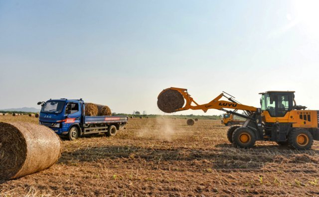 在宿松縣各村高粱種植基地里，村民們搶抓農時收割高粱，田間地頭一派繁忙景象