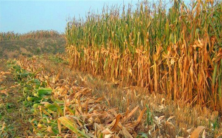 燙手山芋”變身“資源明星” 燙手山芋”變身“資源明星”