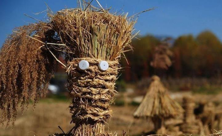 秸稈綜合利用 秸稈綜合利用